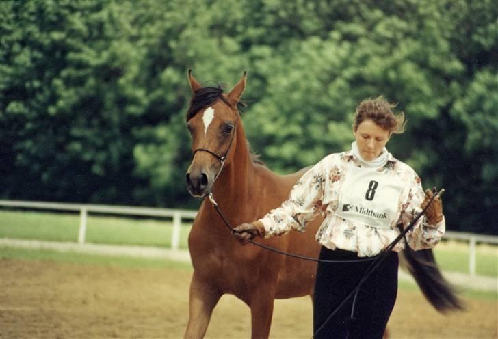 Arabisk fuldblod (OX) Nico R.I.P billede 6