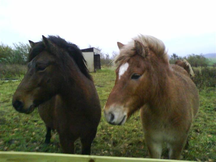 Islænder Thor fra Fagereng - Thor og Komma billede 20