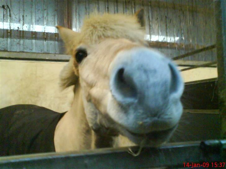 Fjordhest Happy Fjordlyst <3 billede 8