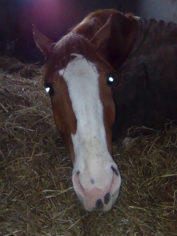 Dansk Varmblod Krogskærs DeVito billede 14