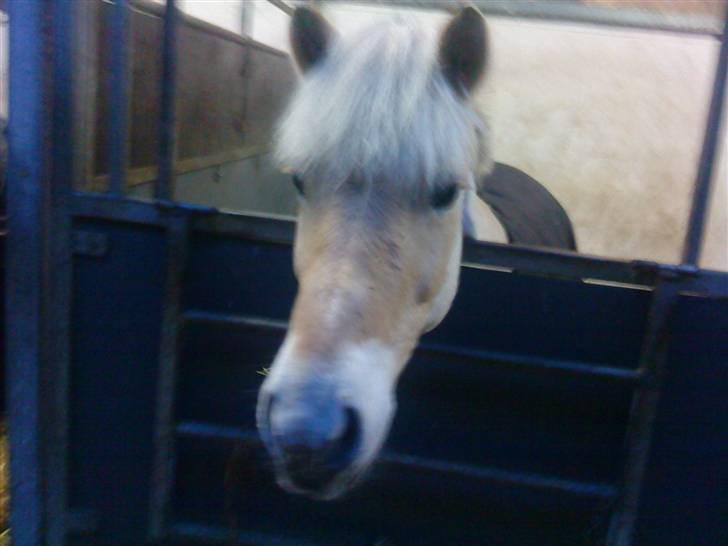 Fjordhest Happy Fjordlyst <3 billede 9