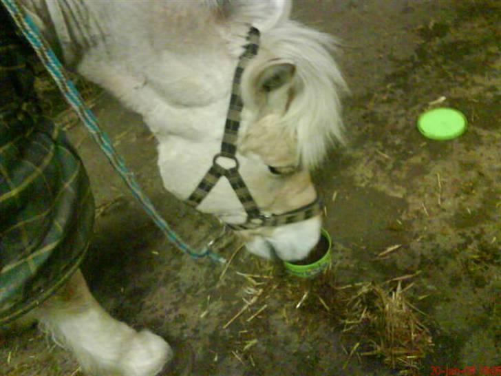 Fjordhest Happy Fjordlyst <3 billede 10