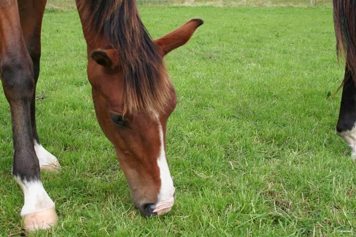 Dansk Varmblod Stenlandsdals Don Marco - nåårr....smager det godt? smukkê billede 5