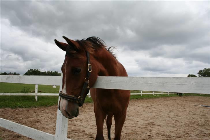 Dansk Varmblod Stenlandsdals Don Marco - woww!...du ser farlig ud lille nullerq  q;D billede 6