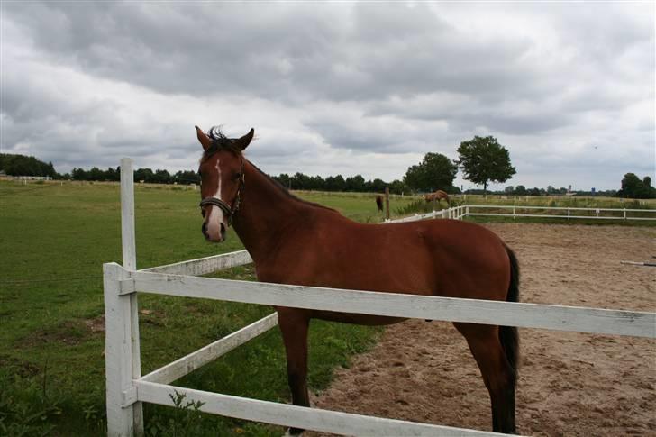Dansk Varmblod Stenlandsdals Don Marco - nåårrr...fik du øje på mig! billede 7