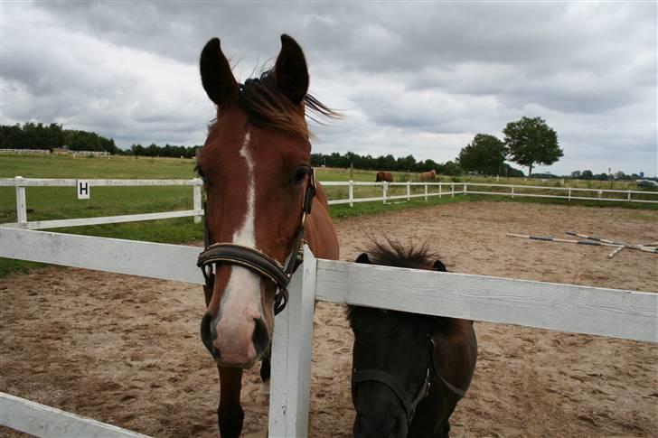Dansk Varmblod Stenlandsdals Don Marco - du er aligevel stor! billede 8