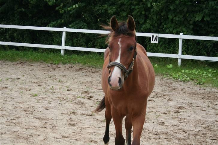 Dansk Varmblod Stenlandsdals Don Marco - jaa...kom herhen! skatter billede 9