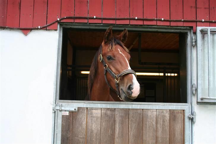 Dansk Varmblod Stenlandsdals Don Marco - kan du se noqet?! billede 10