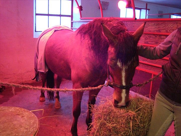 New Forest Miss Melbourne *Solgt* - Træt pony 15/1 2011 billede 10
