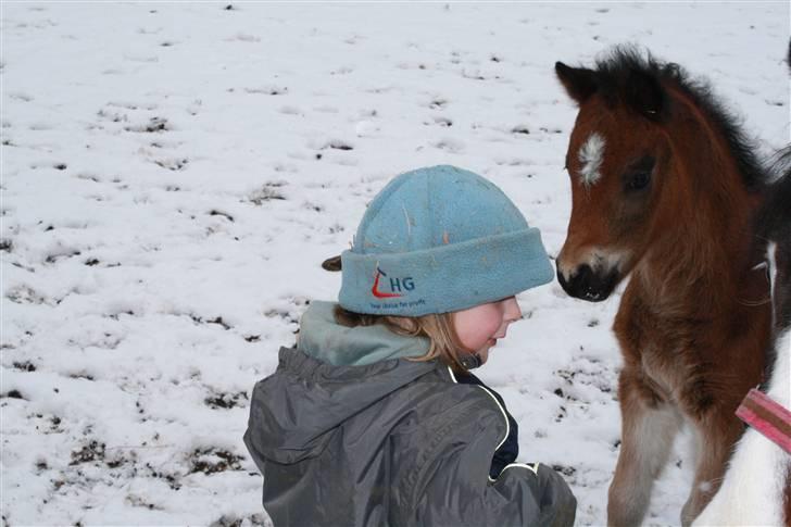 Anden særlig race Dina - Ciliane med føl billede 6