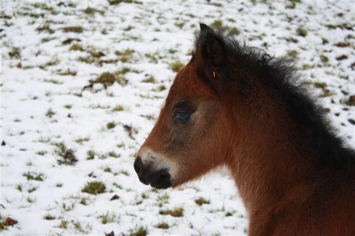 Anden særlig race Dina - charmerend føl   3 uger billede 7