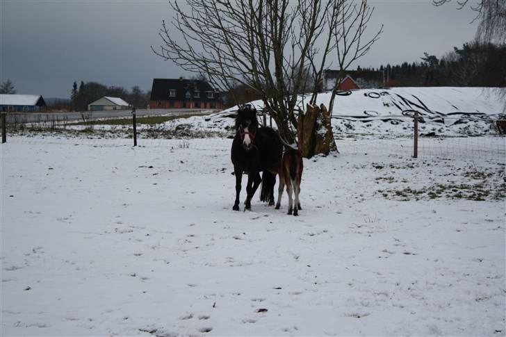 Anden særlig race Dina - jeg er sulten billede 8