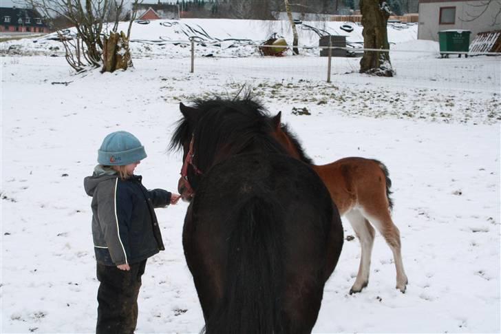 Anden særlig race Dina - Ciliane med hennes pony billede 9