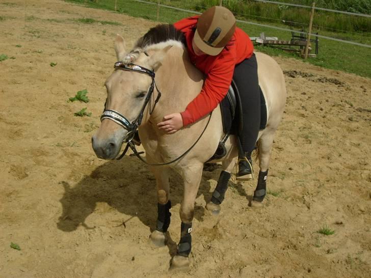 Fjordhest Polly R.I.P 2. Feb 2018 - efter en hård ridetime:D men jeg klare det:D billede 13