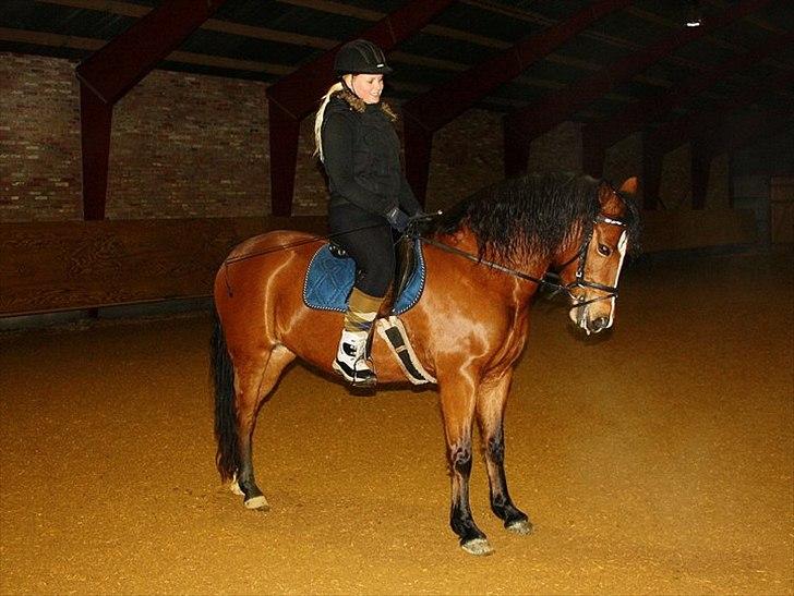 New Forest Miss Melbourne *Solgt* - 17-01-2011 billede 11
