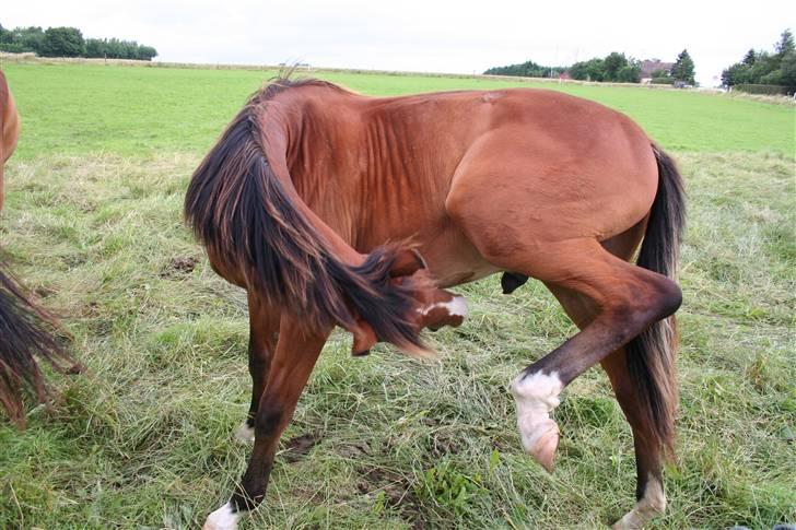 Dansk Varmblod Stenlandsdals Don Marco - hehe! =) billede 11