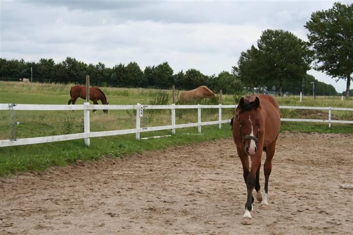 Dansk Varmblod Stenlandsdals Don Marco - her over!! billede 12