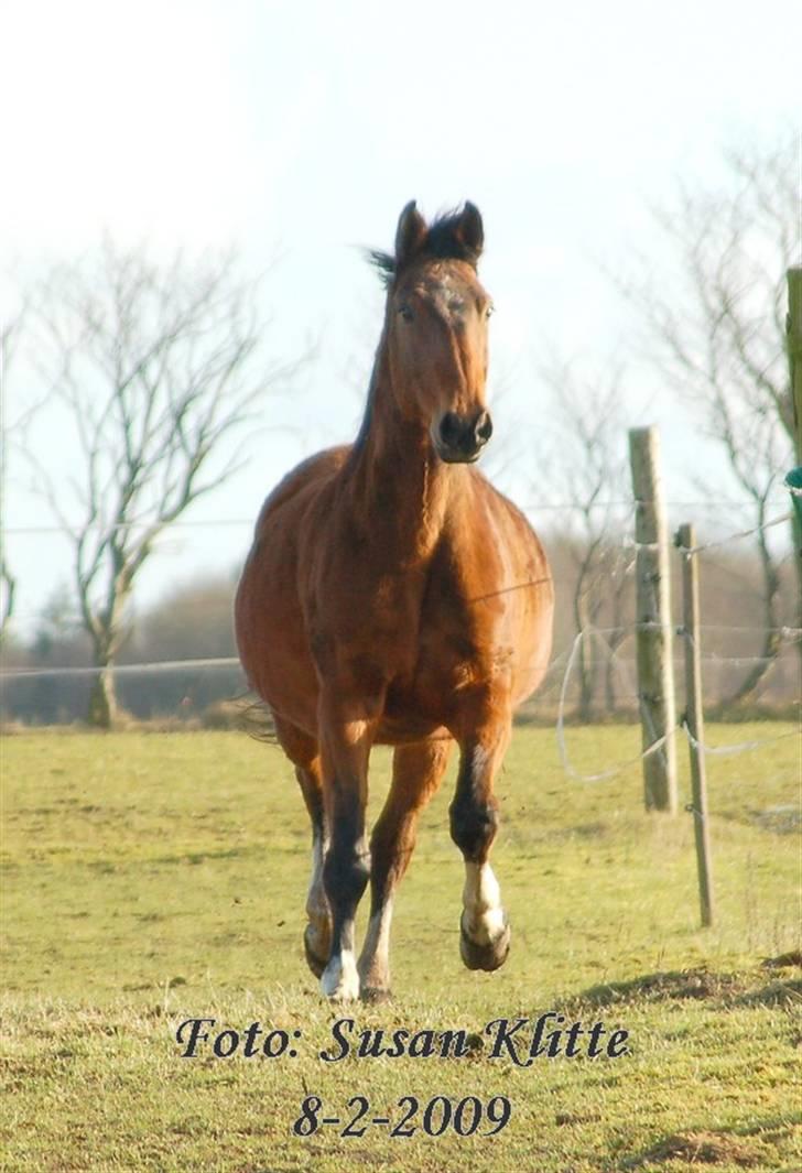 Dansk Varmblod Caluna billede 13