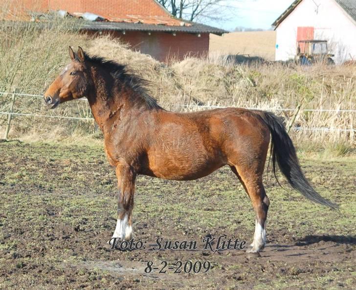 Dansk Varmblod Caluna billede 14