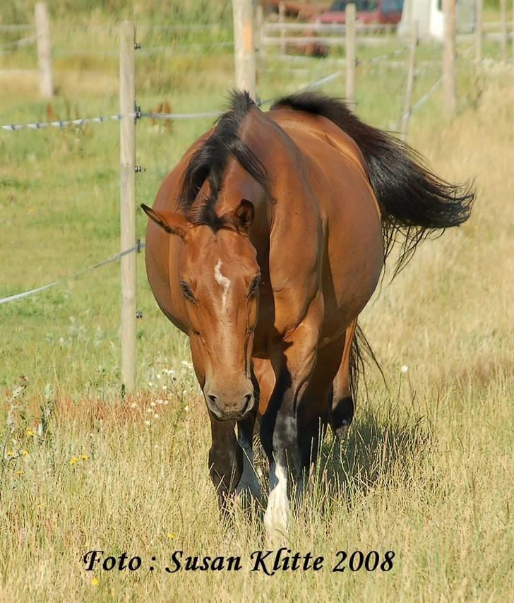 Dansk Varmblod Caluna billede 15