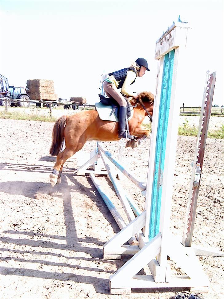 Anden særlig race Prins <3 (gammel part) - vi kunne alt <33 Foto Signe eller Sara<3 billede 10