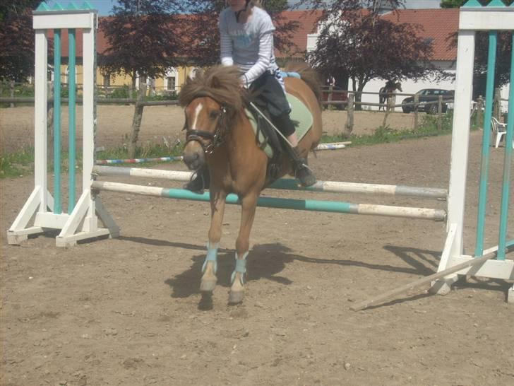 Anden særlig race Prins <3 (gammel part) - vi sprang bane, i den dejlige sommer sol : * og den sidste vi havde sammen Foto Signe billede 11