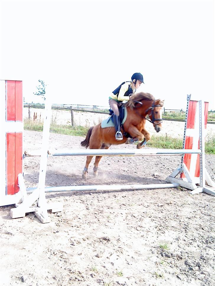 Anden særlig race Prins <3 (gammel part) - springer LA, MB baneer så stolt :* Foto Signe eller Sara billede 12