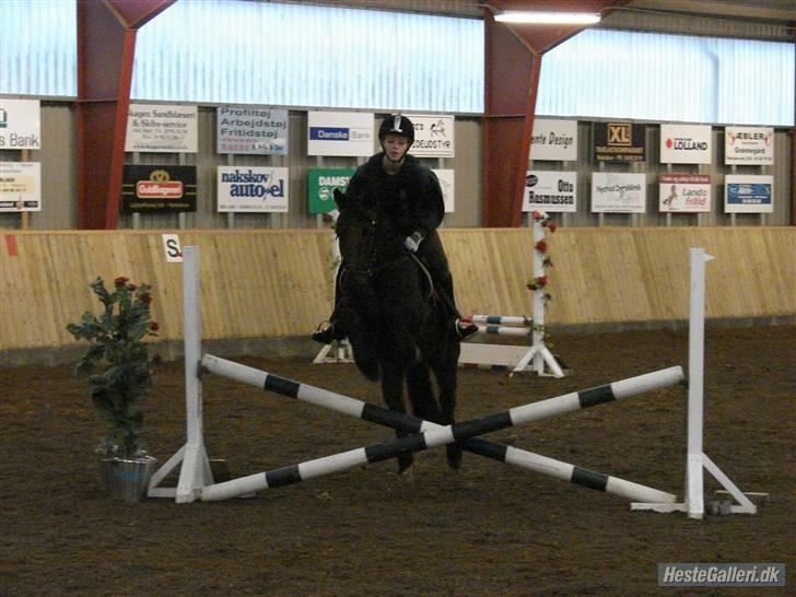 Anden særlig race Lego<3<3(tidl. part)<3<3 - Spring stævne i nor 50cm<3 billede 17