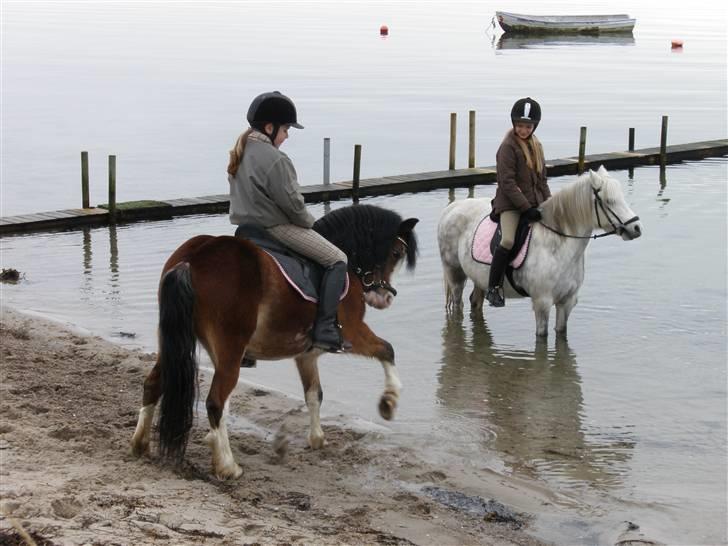 Welsh Mountain (sec A) Ræveskiftets Sugarcandy - Inge Marie og Candy i vandet sammen med Emma og Casper på stranden billede 17