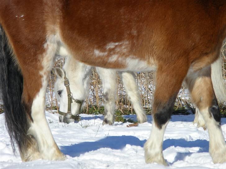 Welsh Mountain (sec A) Ræveskiftets Sugarcandy - Candy under maven på Casper i sneen i februar 09 billede 18