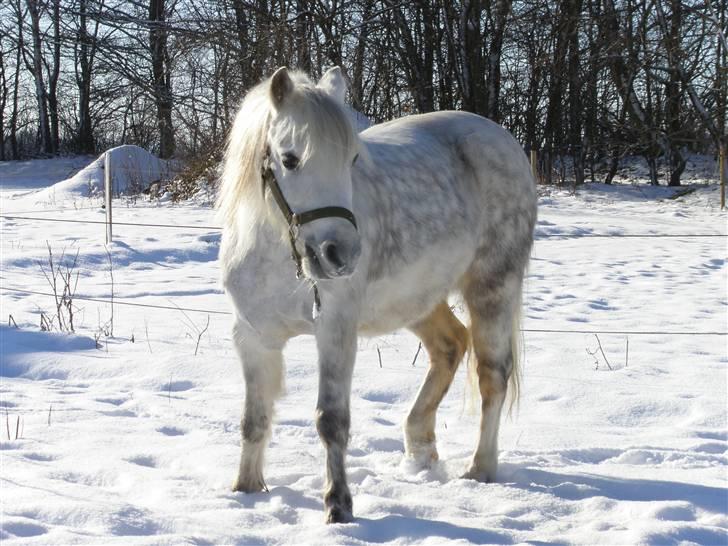 Welsh Mountain (sec A) Ræveskiftets Sugarcandy - Smukke Candy i sneen billede 19