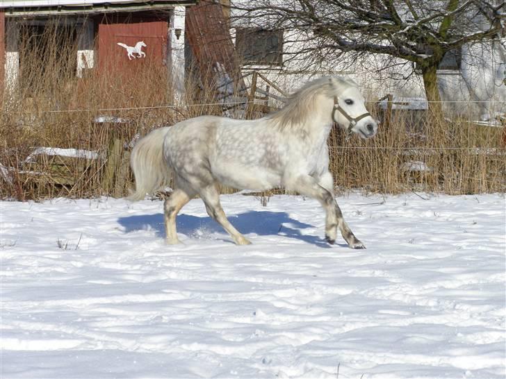 Welsh Mountain (sec A) Ræveskiftets Sugarcandy - Candy leger i sneen billede 20