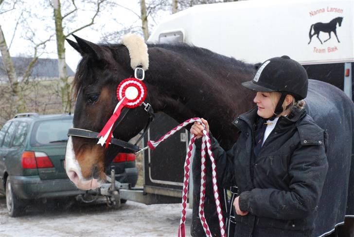 Dansk Varmblod sø-gårds afrodite solgt. billede 18