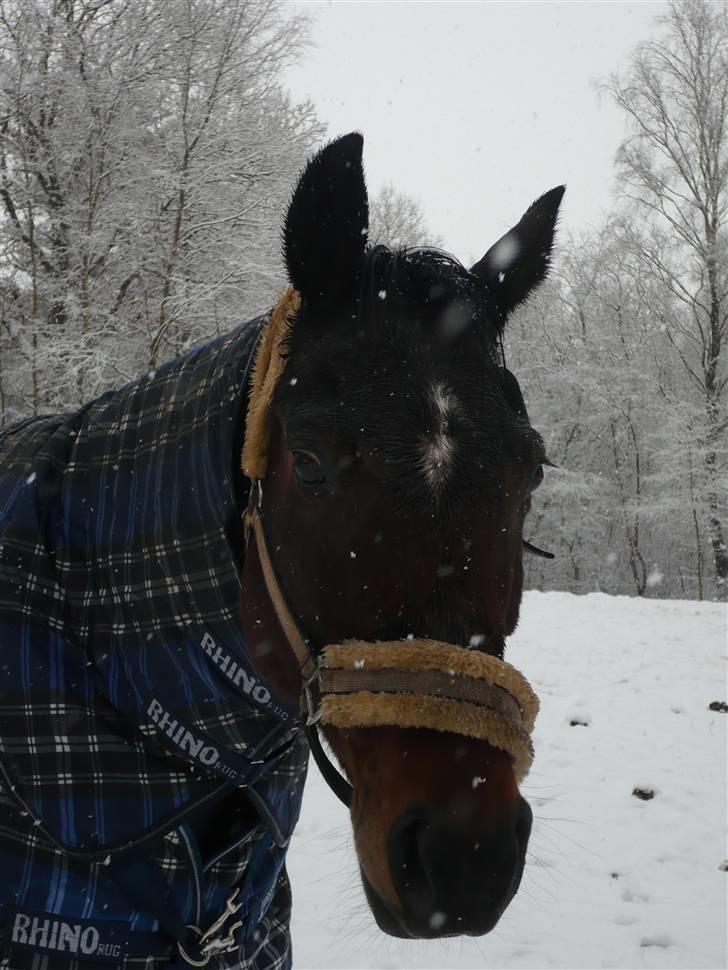 Anden særlig race Beauty-Star *R.I.P* billede 7