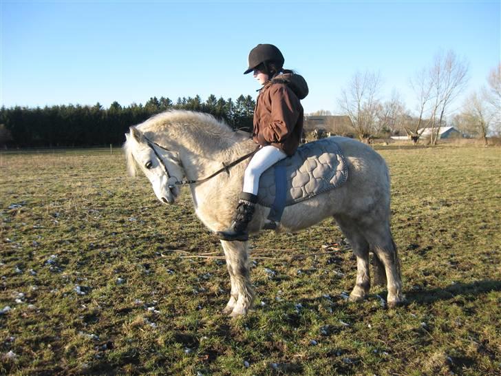 Welsh Mountain (sec A) Møllegydens Express - Josefine og Express.. Lad vær med at kommenter hendes opstilling også videre. Vi arbejder med det,og syntes selv det går godt :) Det vidst 3. gang hun rider mere seriøst på ham. billede 12