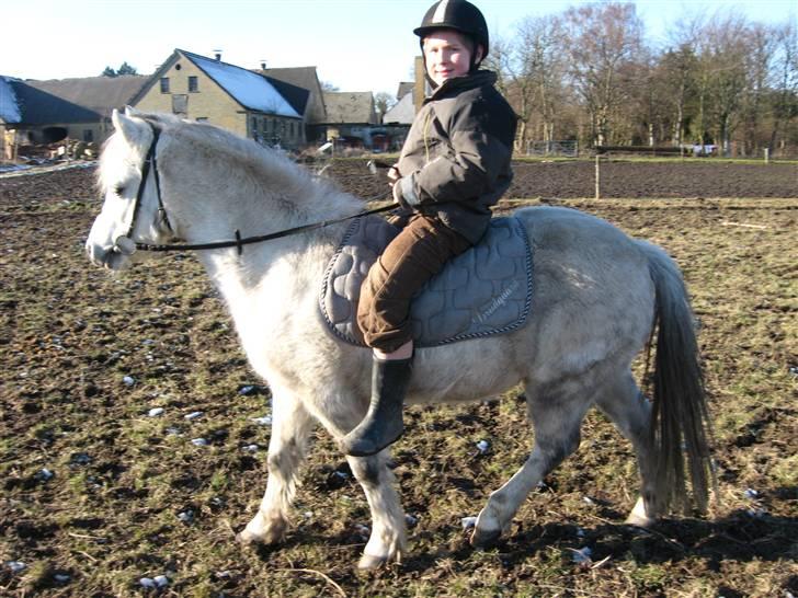 Welsh Mountain (sec A) Møllegydens Express - Naboens dreng er for første gang oppe at ride.. Elisabeth håber det er sidste.. Han kan da slet ikke ride. Tihi ;D billede 13