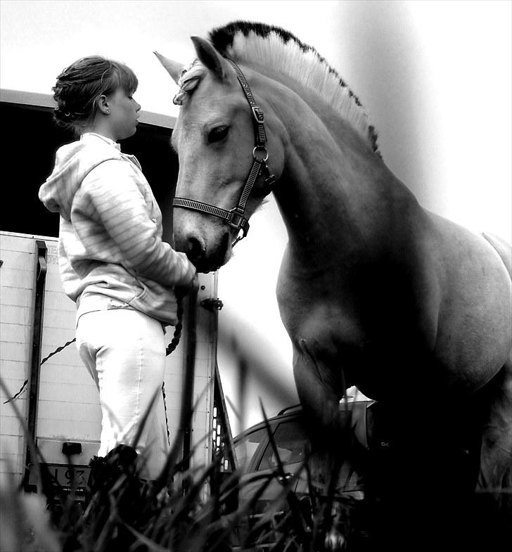 Fjordhest Cox Tidselbjerg*stjernen* - Et fredfyldt øjeblik inden klasserne i SDS :) jeg elsker dig <3 Billederne MÅ IKKE kopieres fotograf: Emmelie Elgård billede 1