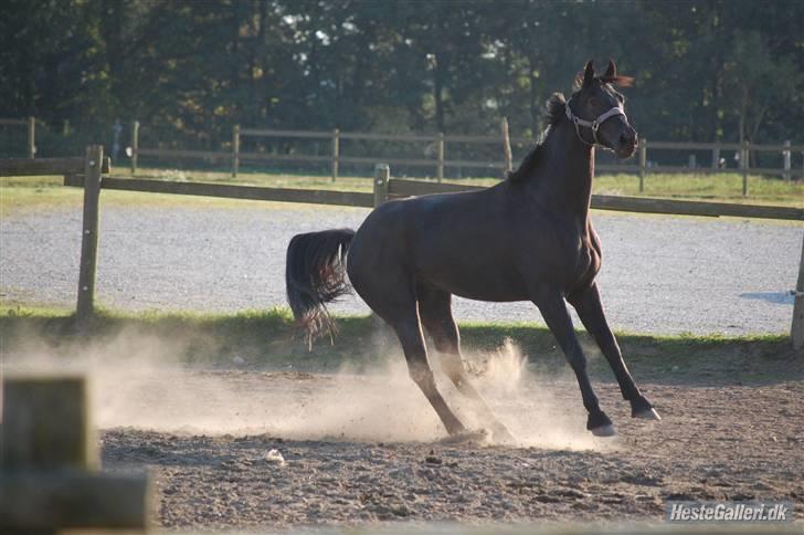 Dansk Varmblod ERA Don Pedro - en stop knap har jeg sørme også billede 1