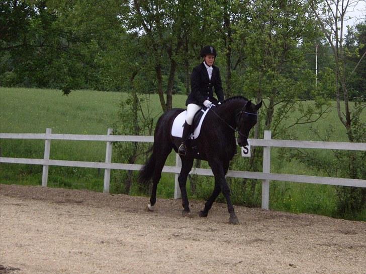 Dansk Varmblod ERA Don Pedro - opvarmning til første stævne billede 2