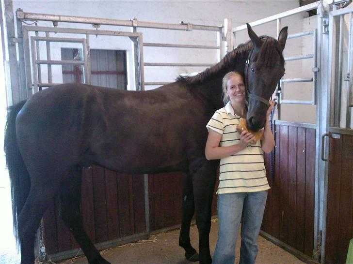 Dansk Varmblod ERA Don Pedro - Her er jeg to og ved at blive stor billede 3