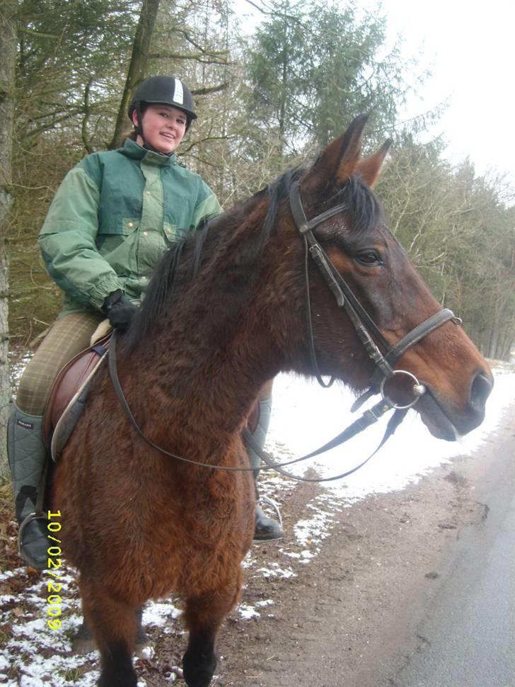 Dansk Varmblod Gry - min part! billede 1