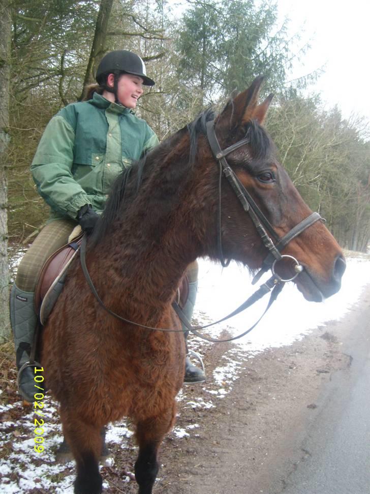 Dansk Varmblod Gry - min part! billede 2