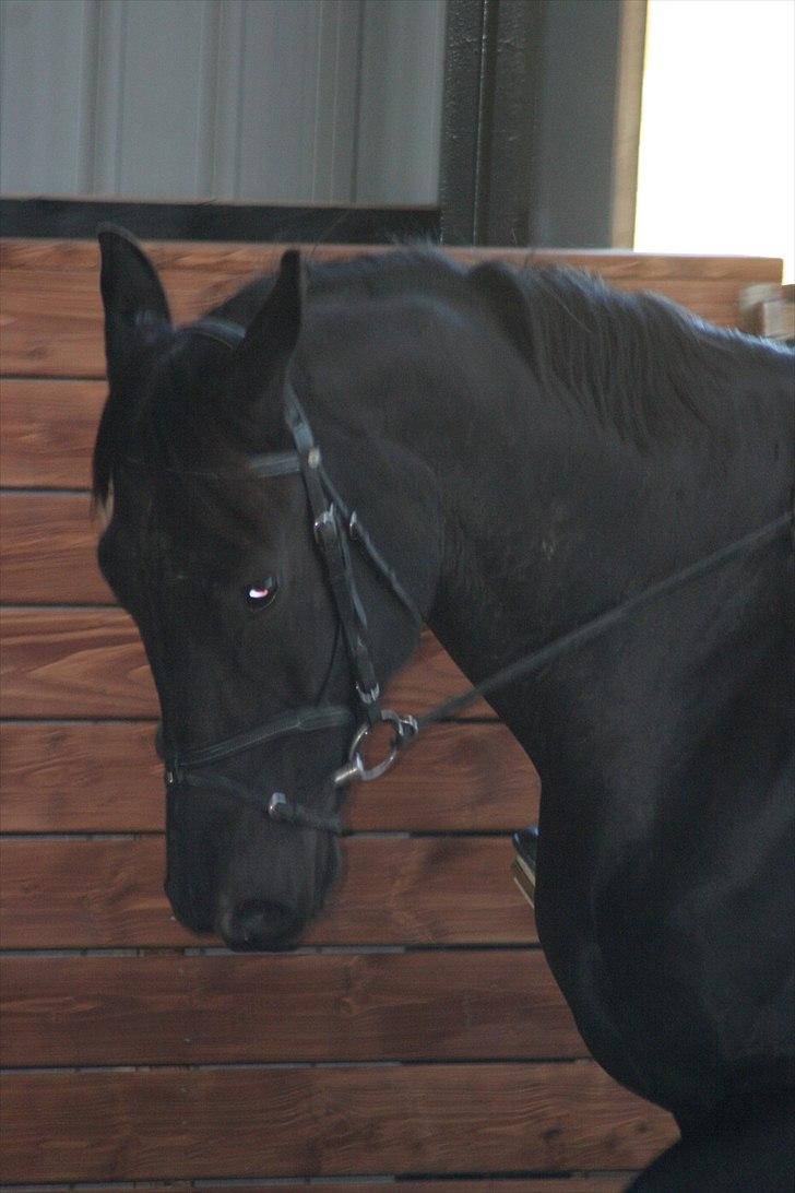 Dansk Varmblod ERA Don Pedro - prøver at se pæn ud som dressurhest :-) billede 4