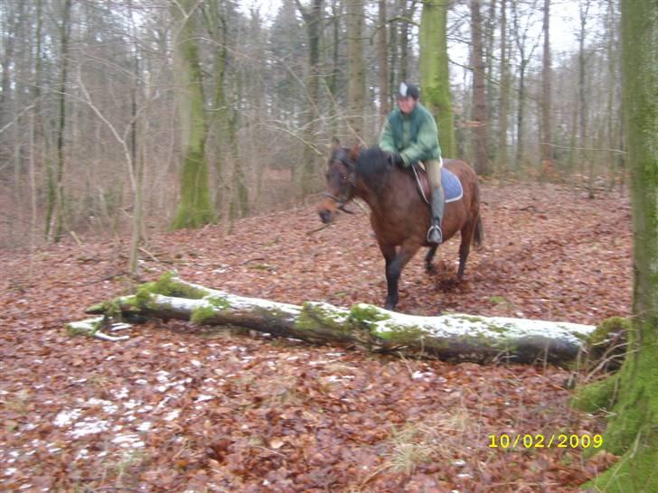 Dansk Varmblod Gry - min part! billede 3