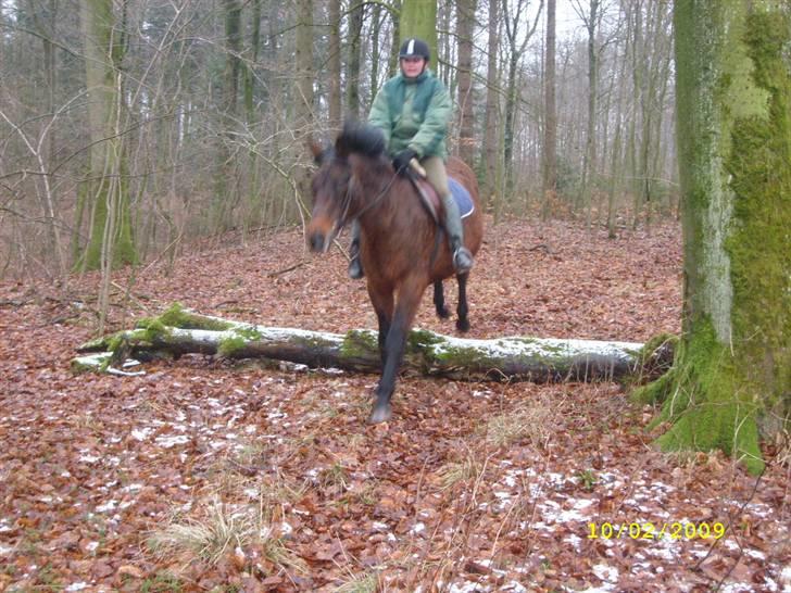 Dansk Varmblod Gry - min part! billede 4