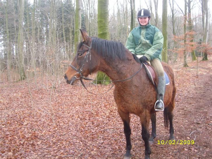 Dansk Varmblod Gry - min part! billede 5