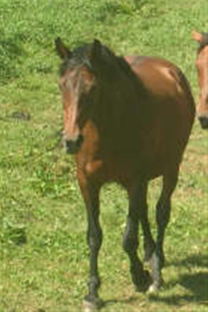 Dansk Varmblod Gry - min part! - fra 2007 :) billede 6