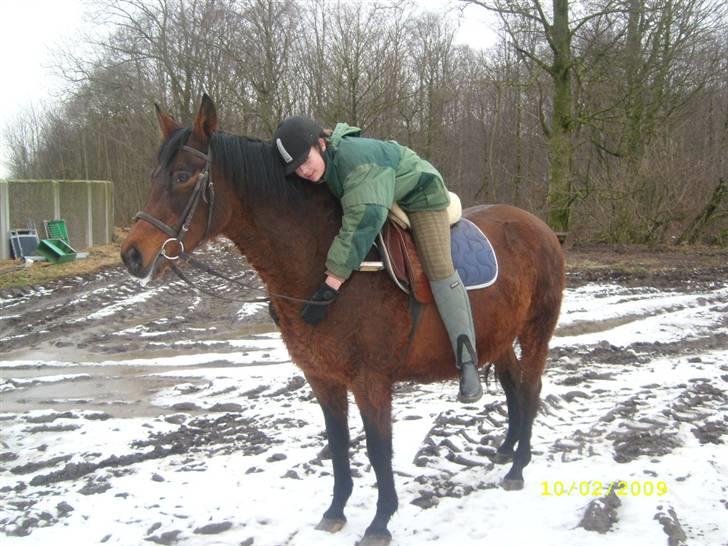 Dansk Varmblod Gry - min part! billede 7