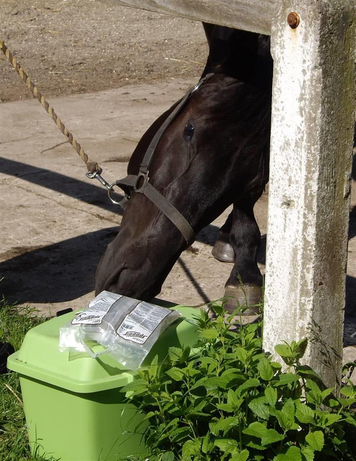 Dansk Varmblod ERA Don Pedro - Jeg vil have de godbidder billede 5