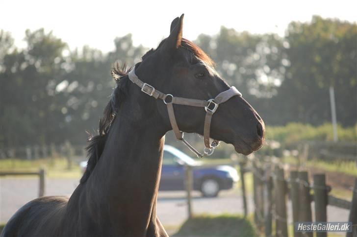 Dansk Varmblod ERA Don Pedro - se mig se mig billede 6